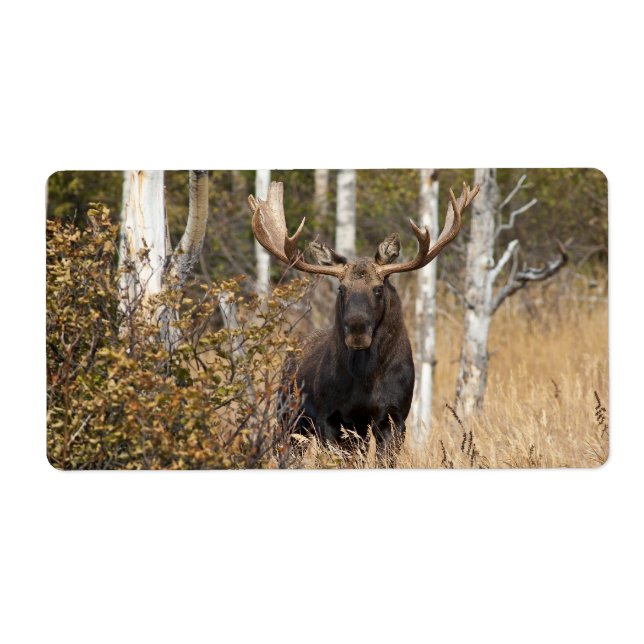 Impressive Bull Moose Label (Front)