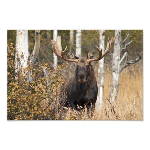 Impressive Bull Moose Photo Print