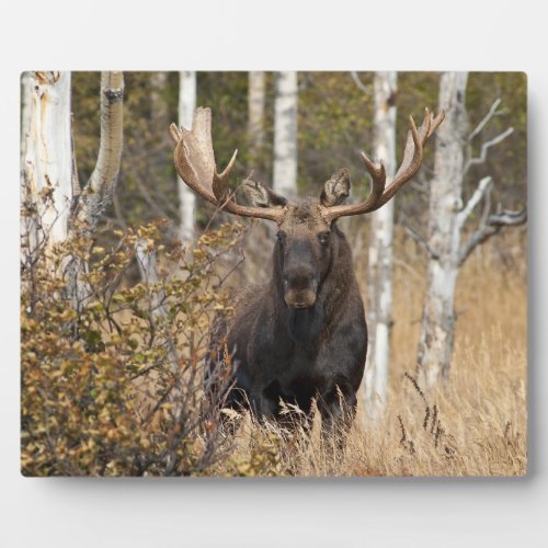 Impressive Bull Moose Plaque