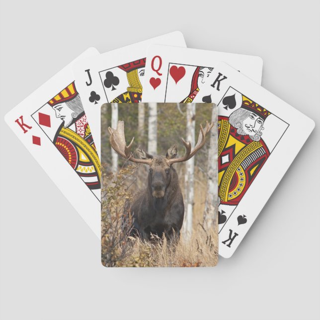 Impressive Bull Moose Poker Cards (Back)