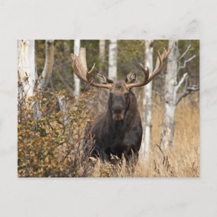 Impressive Bull Moose Postcard