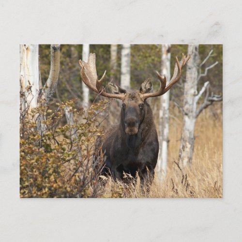 Impressive Bull Moose Postcard
