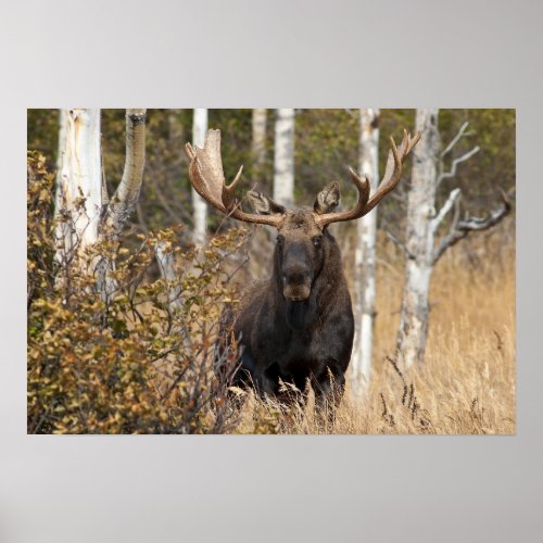 Impressive Bull Moose Poster