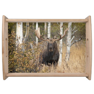 Impressive Bull Moose Serving Tray