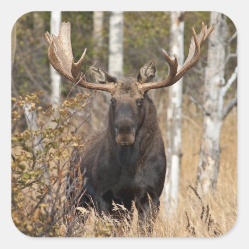 Impressive Bull Moose Square Sticker