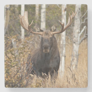 Impressive Bull Moose Stone Coaster