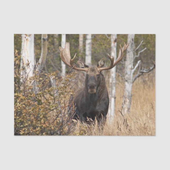 Impressive Bull Moose Tissue Paper (Front)