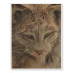 Impressive Lynx Temporary Tattoos