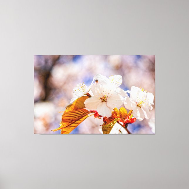 Impressive Sakura Flowers On A Sunny Day Of Spring Canvas Print (Front)