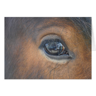 in a horses eye