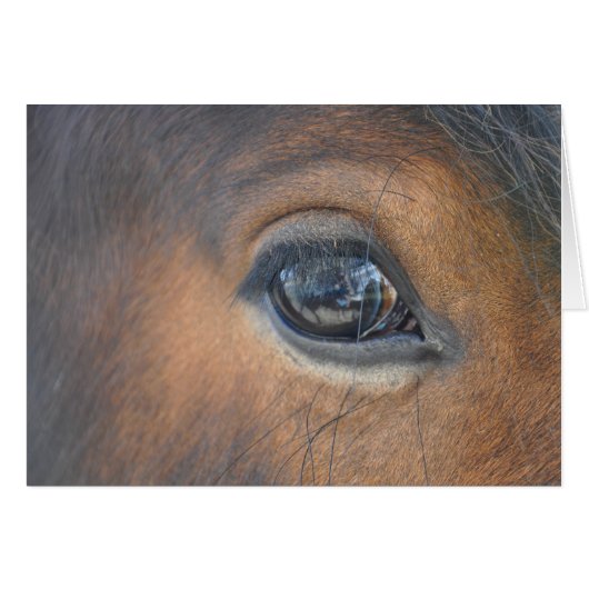 in a horses eye cards (Front Horizontal)