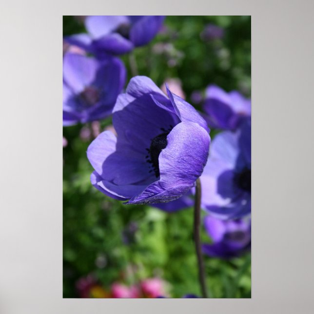 In blue Anemone Floral Photography Poster (Front)