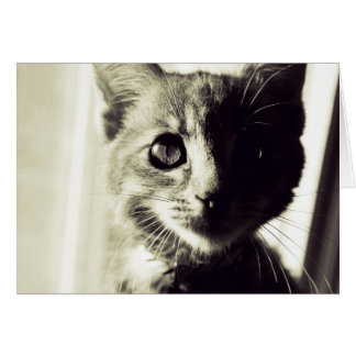 In Broad Black and White Daylight Cards