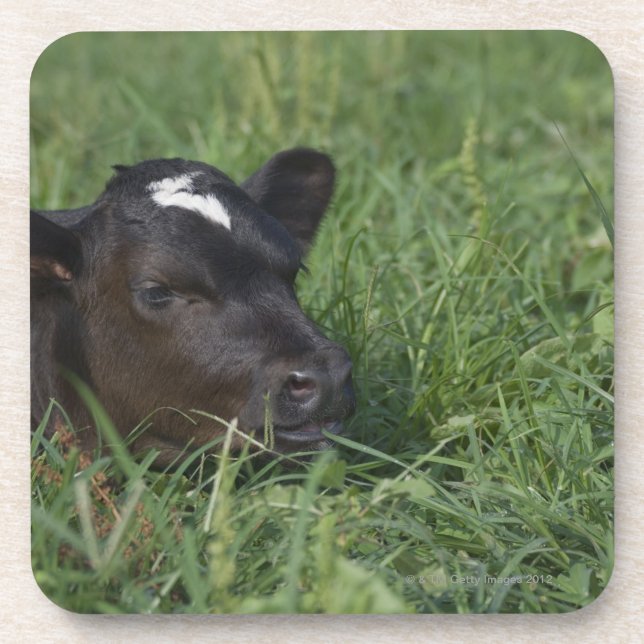 In Chinese zodiac, 2009 is year of ox. Drink Coaster (Front)