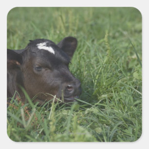 In Chinese zodiac, 2009 is year of ox. Square Sticker