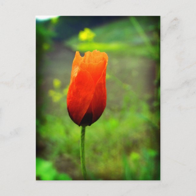 In flames postcard (Front)