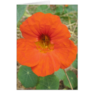 In Flander's Fields Cards