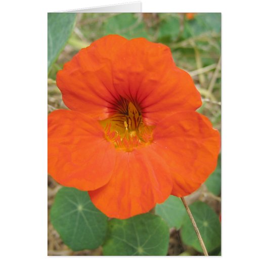 In Flander's Fields Cards (Front)