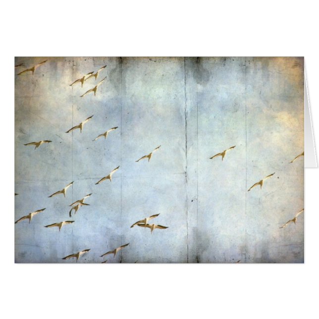 In Flight (Front Horizontal)