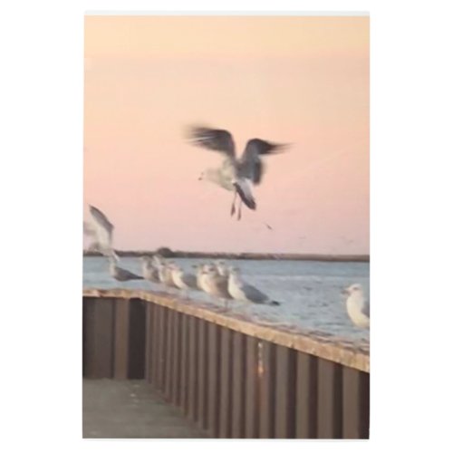 In Flight photography by Therese Kramer  Metal Print