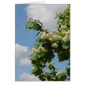 In Full Bloom (Front)