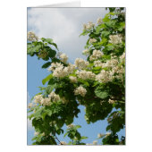 In Full Bloom (Front)