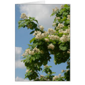 In Full Bloom (Front)