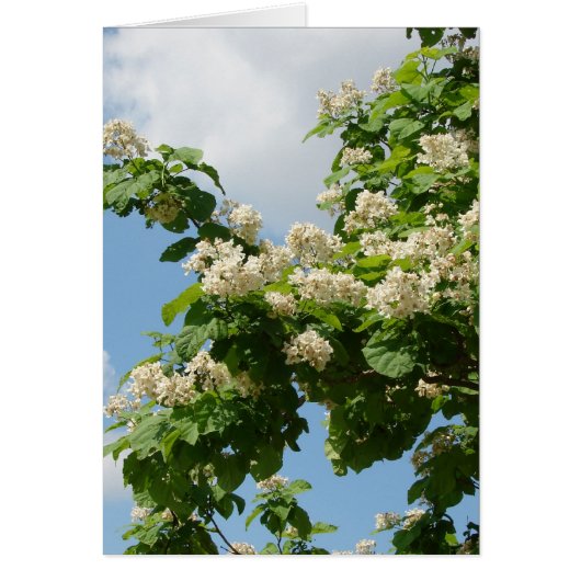In Full Bloom Cards (Front)