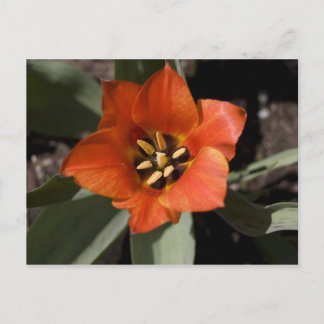 In Full Bloom Postcard