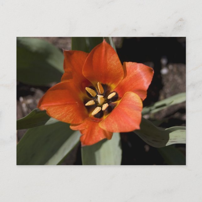 In Full Bloom Postcard (Front)