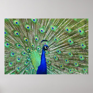 In Living Color Poster