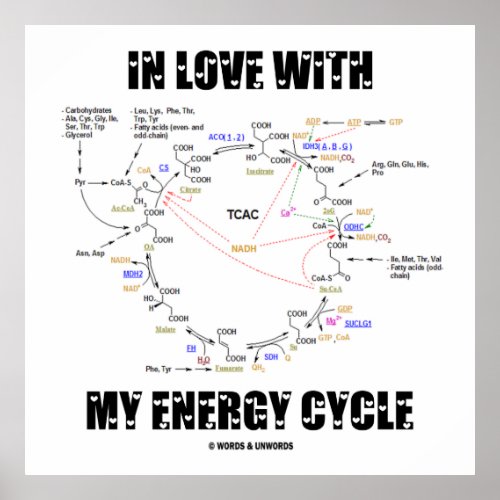 In Love With My Energy Cycle Krebs Cycle Poster