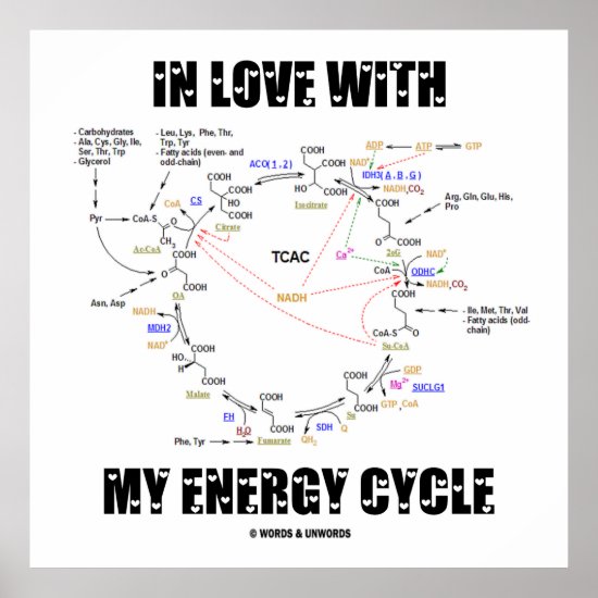 In Love With My Energy Cycle (Krebs Cycle) Poster