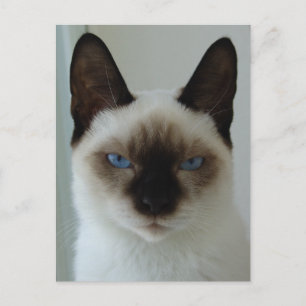 In Memory of Mushu Postcard