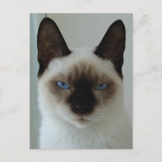 In Memory of Mushu Postcard