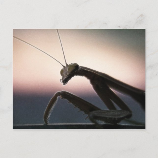 In Silhouette - Praying Mantis Postcard (Front)