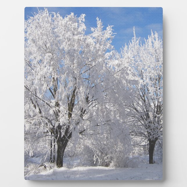 in snow, white trees in winter plaque (Front)