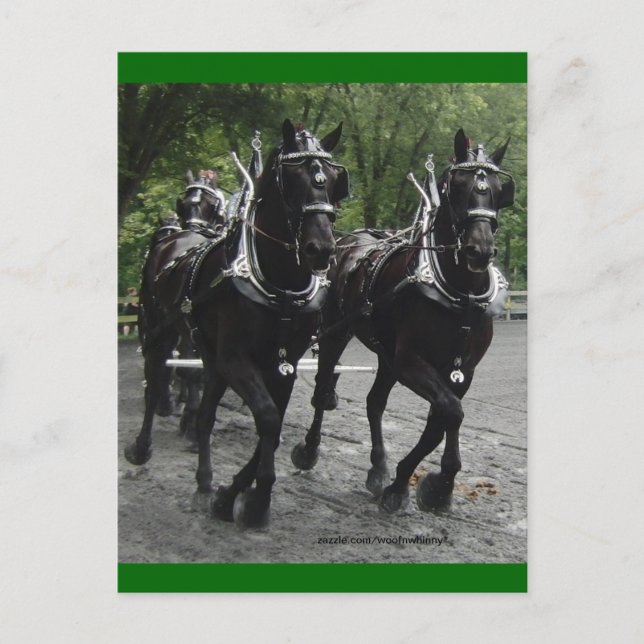 In Step -- Draft Horses Postcard (Front)