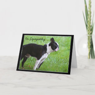 In Sympathy Boston Terrier greeting card
