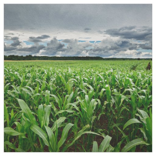 In The Corn Field Fabric