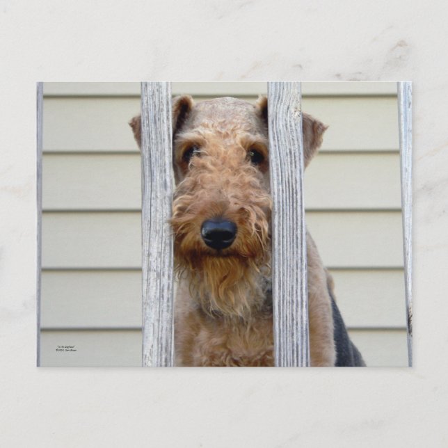 "In the Doghouse" Postcard (Front)