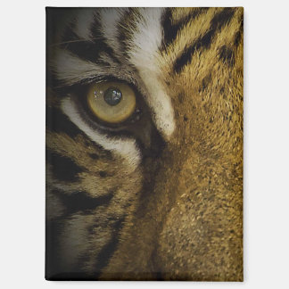 In the Eye of a Tiger Magnet