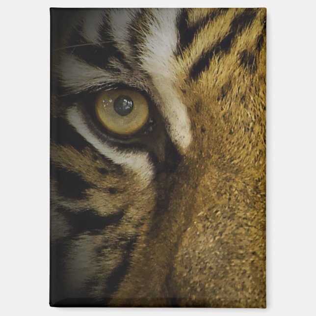 In the Eye of a Tiger Magnet (Front)