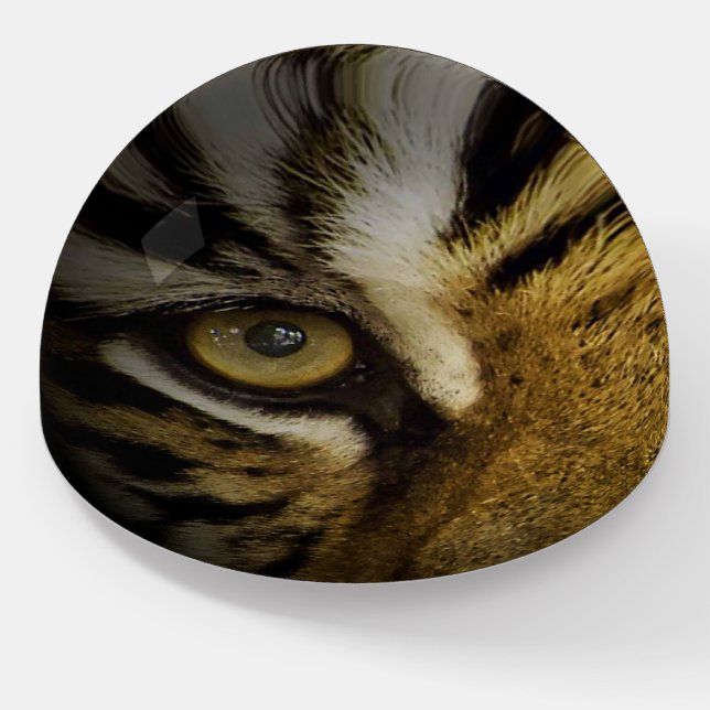 In the Eye of a Tiger Paperweight (Angled)