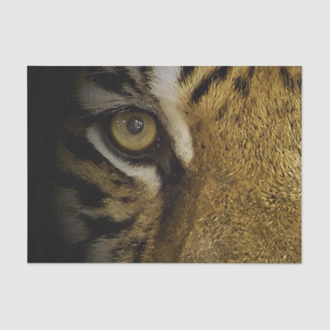 In the Eye of a Tiger Tissue Paper (Front)