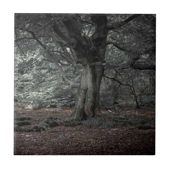 In the fairytale forest     ceramic tile (Front)