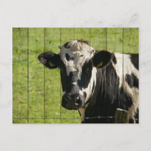 IN THE FIELD... POSTCARD