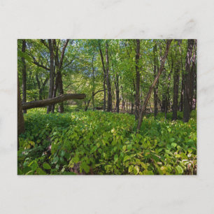 in the forest at fort snelling state park postcard