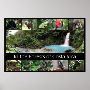 In the Forests of Costa Rica Poster