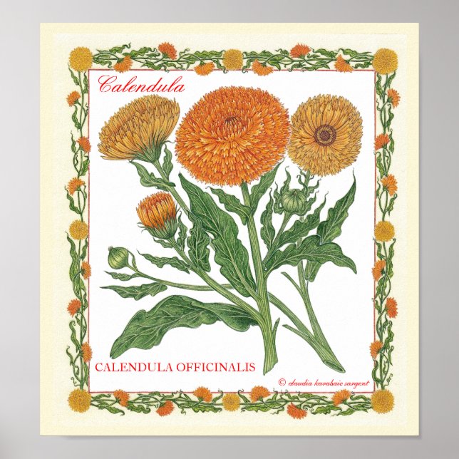 In The Garden ~ Calendula Poster (Front)